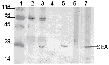 Photograph of Western immunoblots of foods with and without SEA contamination.