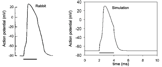 Figyue 3 consists of two graphs as described below.  The Rabbit graphic has Action potential in mV on the verticle axis.  The Simulation graph has the same verticle axis, but has time in ms for the horizontal axis