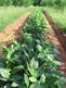 Peas at a CSA near Shreveport