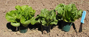 Jericho, Medallion, and Paris Island Romaine lettuce varieties