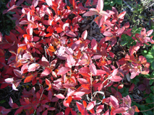 Blueberry leaves in the fall - photo credit: Cecil Stushnoff