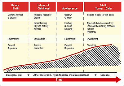 Exhibit 4 shows a life stages approach that identifies the main factors related to obesity at four stages of life: 'before birth,' 'infancy and childhood,' 'adolescence,' and 'adult.' In general, increases over time in biological risk factors and such other factors as atherosclerosis, hypertension, and insulin resistance lead to an increased likelihood of obesity.