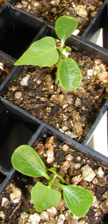 Closeup of papaya seedlings