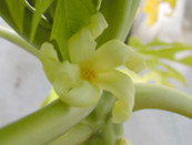 Hermaphroditic Papaya Flower