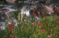 Photograph of a stream with spring flowers nearby.