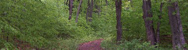 HIking Trail on North Manitou Island