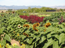 Sunflowers growing at the Horticulture Research Farm in 2005