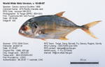 Fish Image