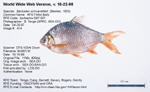Tinfoil Barb (fish) Fish image