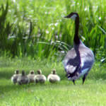Goose family with five goslings