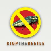 Stop The Beetle