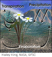 Diagram showing precipitation falling to the ground and evaporation and transpiration moving water back into the air. 