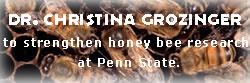 Image of bees on comb with announcement that Dr. Christina Grozinger is to strengthen honey bee research at Penn State.