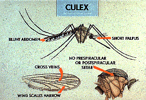 Picture of the Culex mosquito