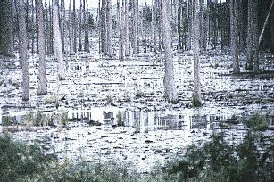 Picture of a cypress swamp in southern Alabama that provides larval habitats for some kinds of mosquitoes
