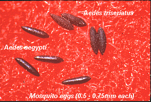 Pictures of eggs of Aedes mosquitoes