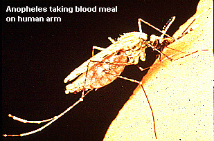 Anopheles mosquito taking blood meal on human arm