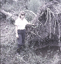Picture of a mosquito habitat created by Hurricane Hugo