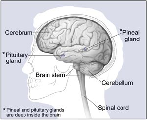 Illustration shows the cerebrum, cerebellum, brain stem, and spinal cord. It also shows the pineal glan d and pituitary gland.