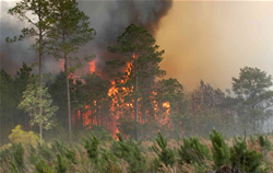 Lake City, Fla., May 15, 2007 -- The Florida Bugaboo Fire 