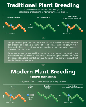 Compares traditional method to produce desired genetic trait with modern plant breeding methods.