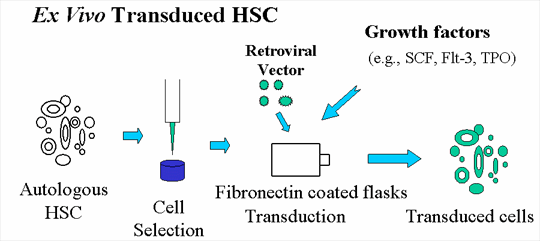 Autologous cells transduced with vector