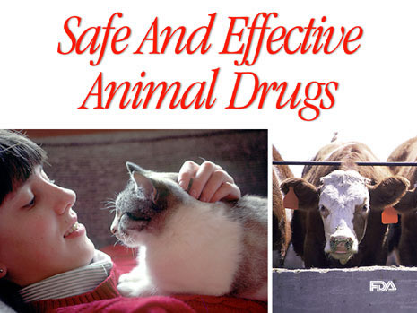 Slide with picture of a child petting a cat and a picture of cow and the words: Safe and Effective Animal Drugs.