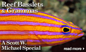 Reef Basslets & Grammas - A Scott W. Michael Special