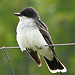 Eastern Kingbird