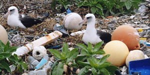 albatross nesting area littered with garbage