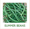 Summer Beans