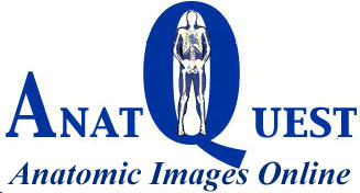 Anatomic Images Online