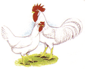 Babcock B-300 - White Leghorn