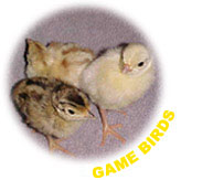 Game Birds