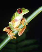 Red-eyed Panamanian Tree Frog