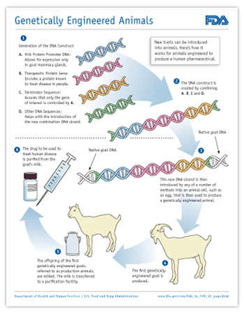 Diagram showing how new traits can be introduced into animals. Here’s how it works for animals engineered to produce a human pharmaceutical.
