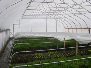 Inside hoop house