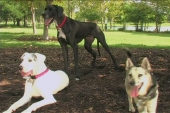 Dog Parks & Good Play vs. Bad Play