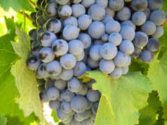 Organic grapes, Mendoza, Argentina