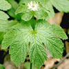 goldenseal_thumbnail.jpg