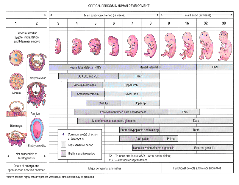 Critical Periods in Human Development