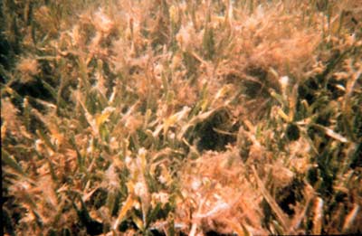 Seagrass where lobster larvae live