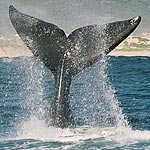 Whale tail, SeaWeb