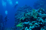 Photo: Coral reef