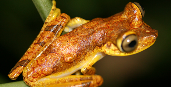 Ecuador Tree Frog