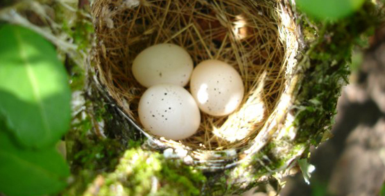 Kentuck Warbler Nest with Eggs