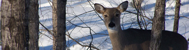 White-tailed deer on the Black Bay Ski Trail