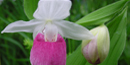 close-up view of showy ladyslipper orchid, Minnesota's state flower