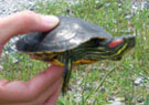 Red-eared Slider. Credit: USFWS