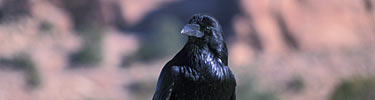 Common Raven